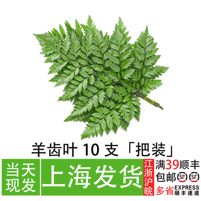 高山羊齿叶杨子叶日料烤肉装饰