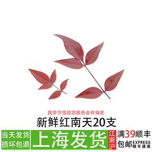 新鲜红南天刺身拼盘造景装饰摆盘餐厅冷艺创意造型点缀花草