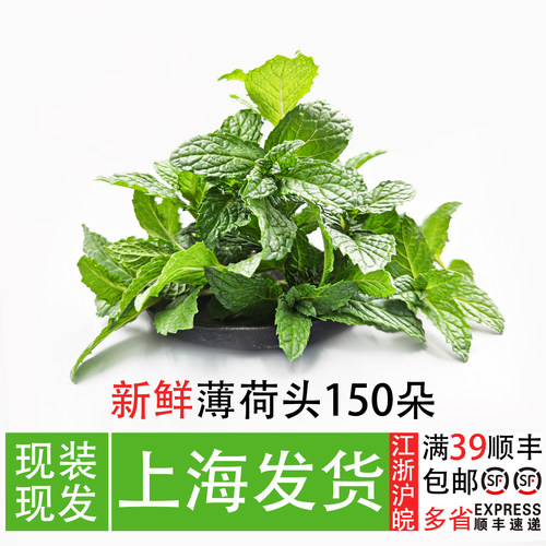 包邮精品新鲜薄荷叶100克