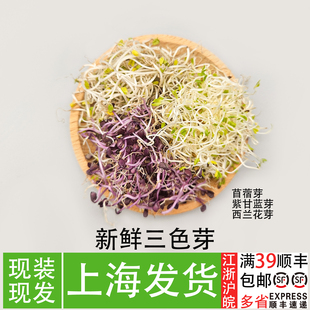 新鲜苜蓿芽紫甘蓝芽西兰花芽轻食凉拌素食芽苗菜菜品装饰点缀
