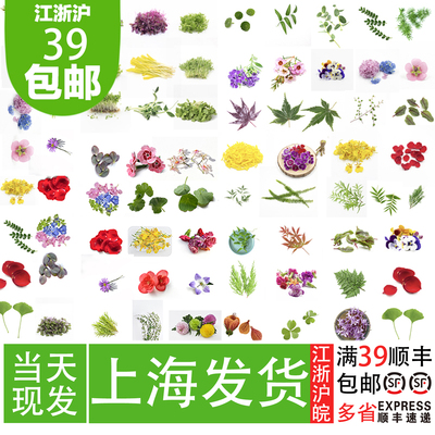 花草摆盘装饰餐厅摆盘通用花草