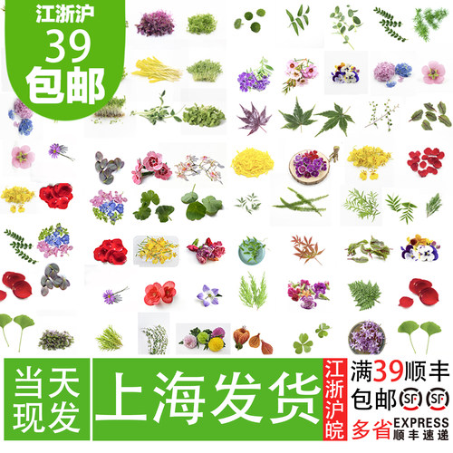 花草摆盘装饰餐厅摆盘通用花草