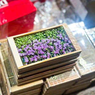 新鲜紫苏花可食用花草日料刺身装饰餐饮意境摆盘点缀食用花