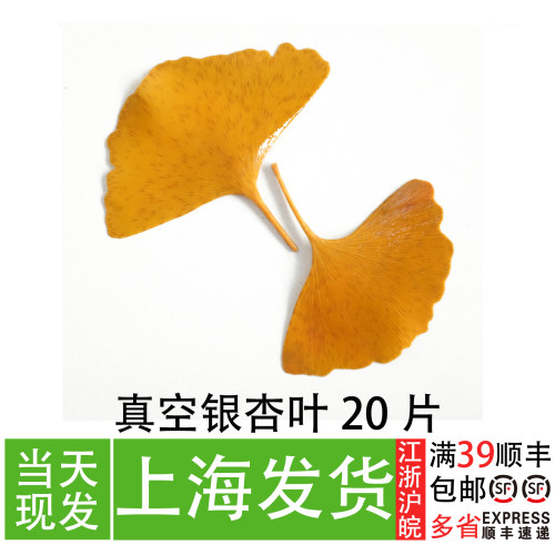 真空黄银杏叶日料摆盘装饰叶子