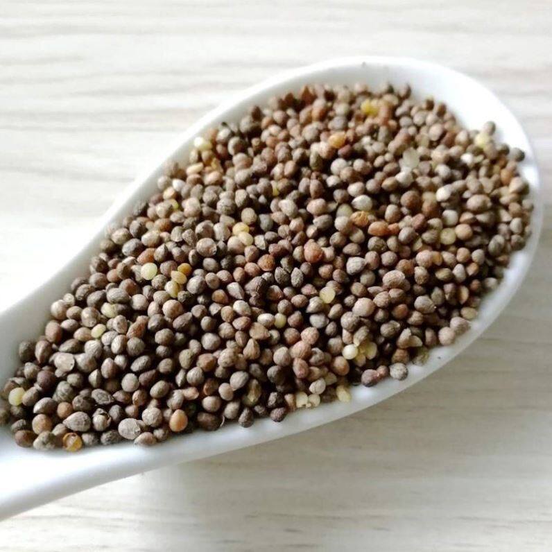 500g贵州特产酥麻引子油性苏麻食用影子黑苏麻籽馅料生苏子农家种