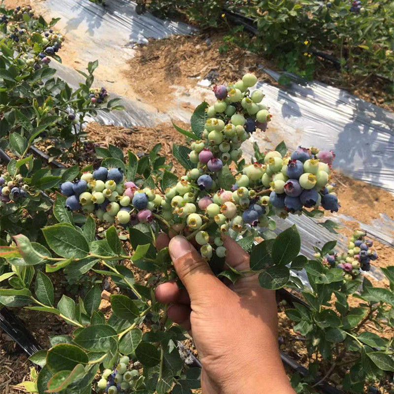 矮丛蓝莓苗南北方庭院地栽种植果树阳台盆栽嫁接当年结果兔眼蓝丰