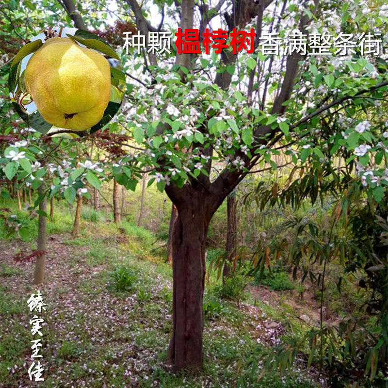 榅桲树苗闻香果树苗香熏树苗嫁接苗香楂树苗南北方栽植盆栽地栽