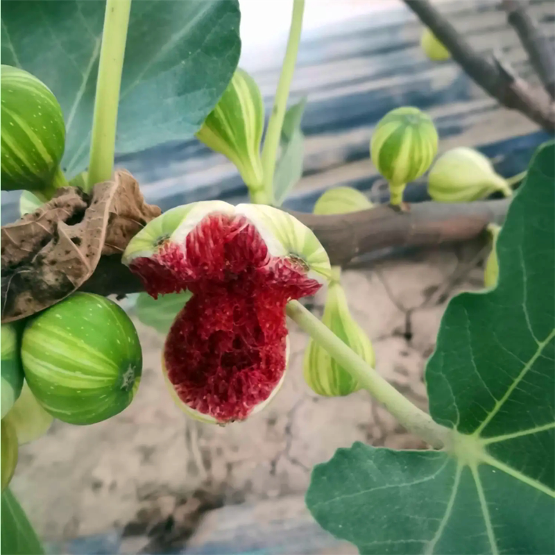 矮桩无花果树苗木地盆栽南北方阳台庭院当年结紫色个大带土易成活