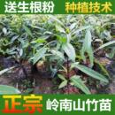 山竹树苗 南方北方种植岭南山竹果树苗盆栽地栽庭院阳台带泥