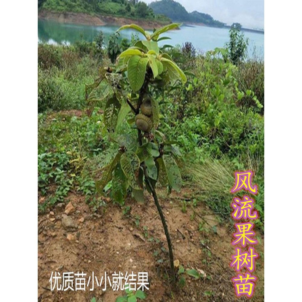风流果树苗正宗四季盆栽马古厚鳞柯树增掉藤树苗龟头子当年结果