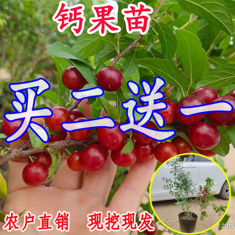 中华钙果苗高钙水果苗农大钙果树苗盆栽地栽当年结果南方北方种植