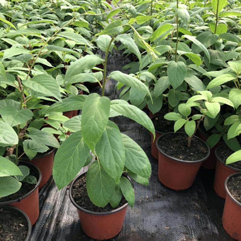 软枣猕猴桃苗东北软枣苗树奇异果苗庭院盆栽地栽种植四季果树苗木