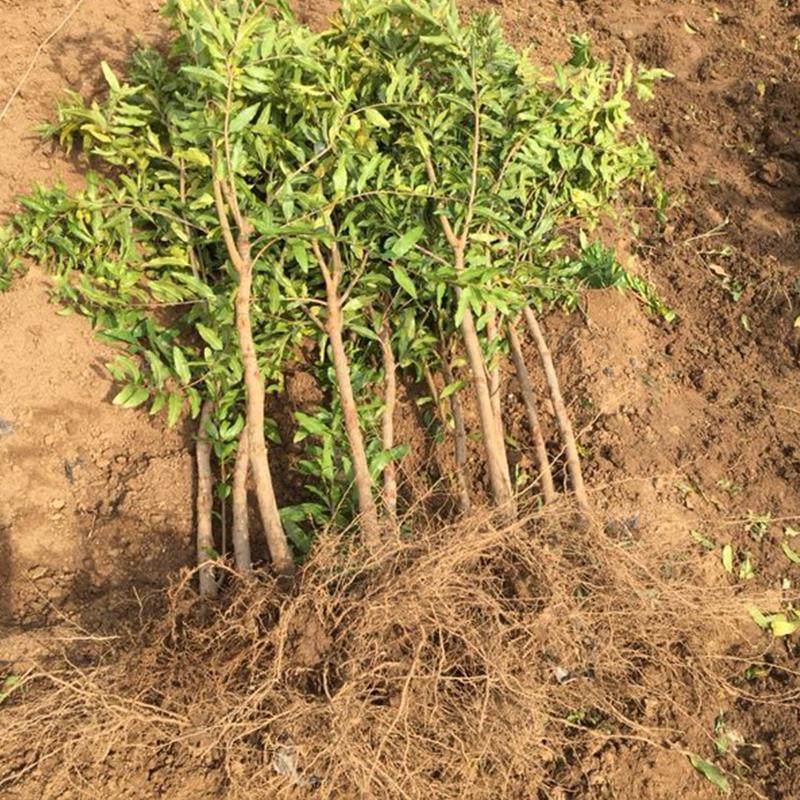 石榴树苗种植软籽无籽特大石榴苗盆栽地栽当年结果苗南北方突尼斯