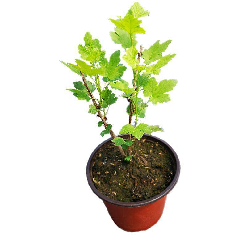 醋栗苗东北特产灯笼果南北方种植果树室内果苗盆栽果苗红灯笼果苗