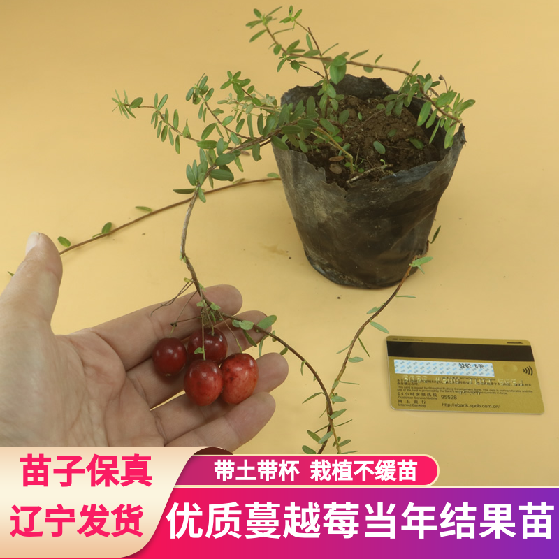 蔓越莓苗陆地盆栽蔓越橘鹤莓南方北方结果苗耐寒植物