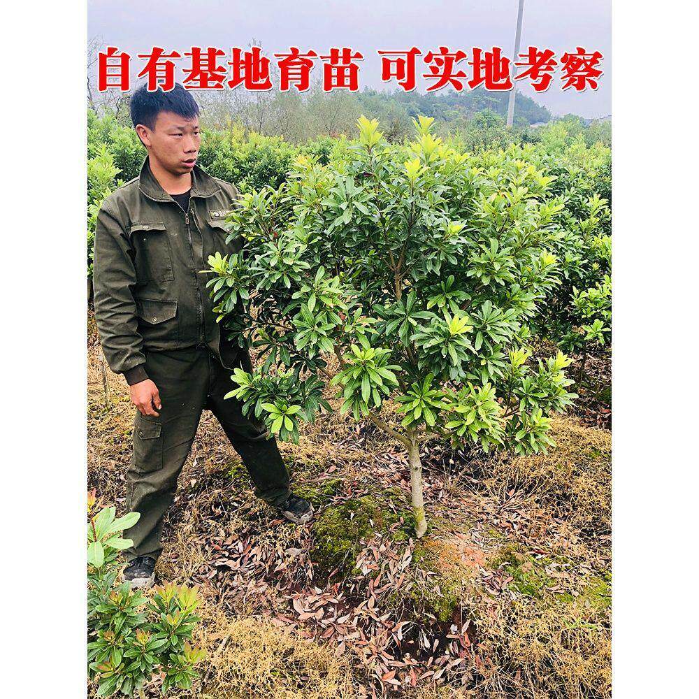 浙江东魁杨梅树树苗嫁接特大当年结果盆栽水果树果苗四季南方种植