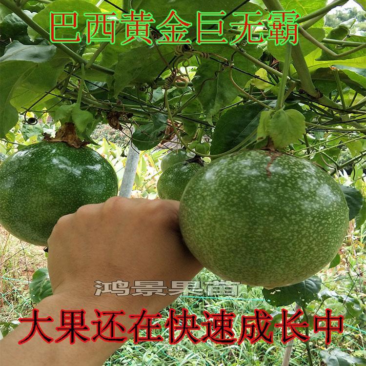 黄金百香果苗四季果树苗当年结果新品种特大巴西纯甜巨无霸百香果
