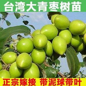 台湾大青枣树苗蜜丝枣牛奶枣庭院盆栽果树果苗嫁接枣子苗当年结果