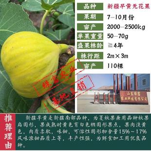 无花果苗带土四季 盆栽当年结果超大特大波姬红矮化中紫无花果苗树