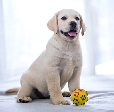 纯种拉布拉多幼犬小狗活物宠物导盲犬神犬小七中大型犬家养金毛