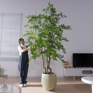 超大型仿真榆钱树室内金钱榕落地摆件高级客厅橱窗假树绿植物装饰