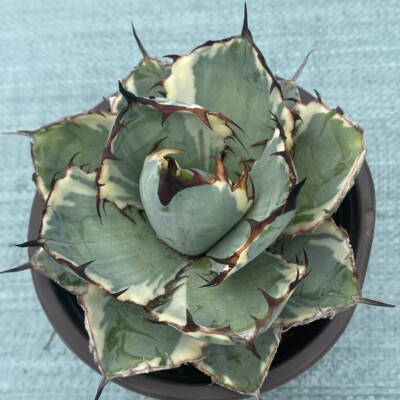 蓝鲸白覆轮Agave titanota‘Blue whale’泰坦仁王冠龙舌兰