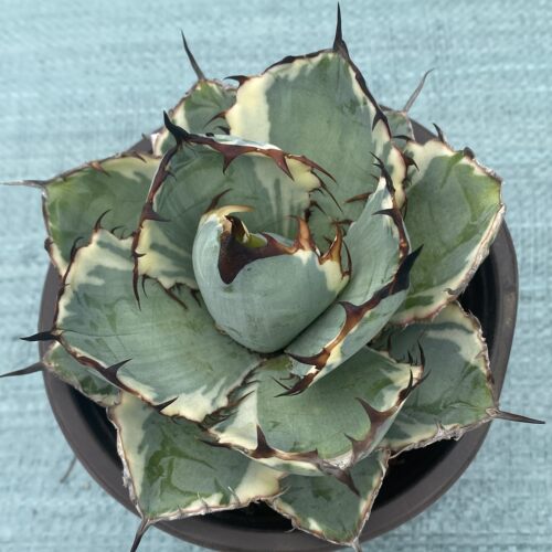 蓝鲸白覆轮Agave titanota‘Blue whale’泰坦仁王冠龙舌兰