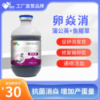 爱睿牧 卵焱消种鸽赛鸽用增加产蛋量减少无精蛋