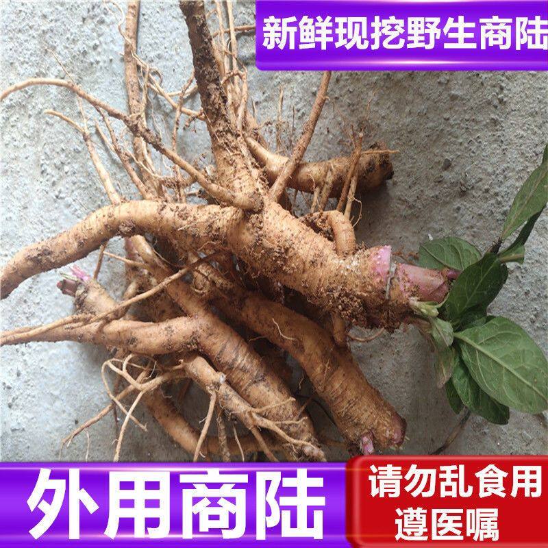 商陆野生现挖新鲜山萝卜中药材人参丑大黄章柳根新鲜500克包邮