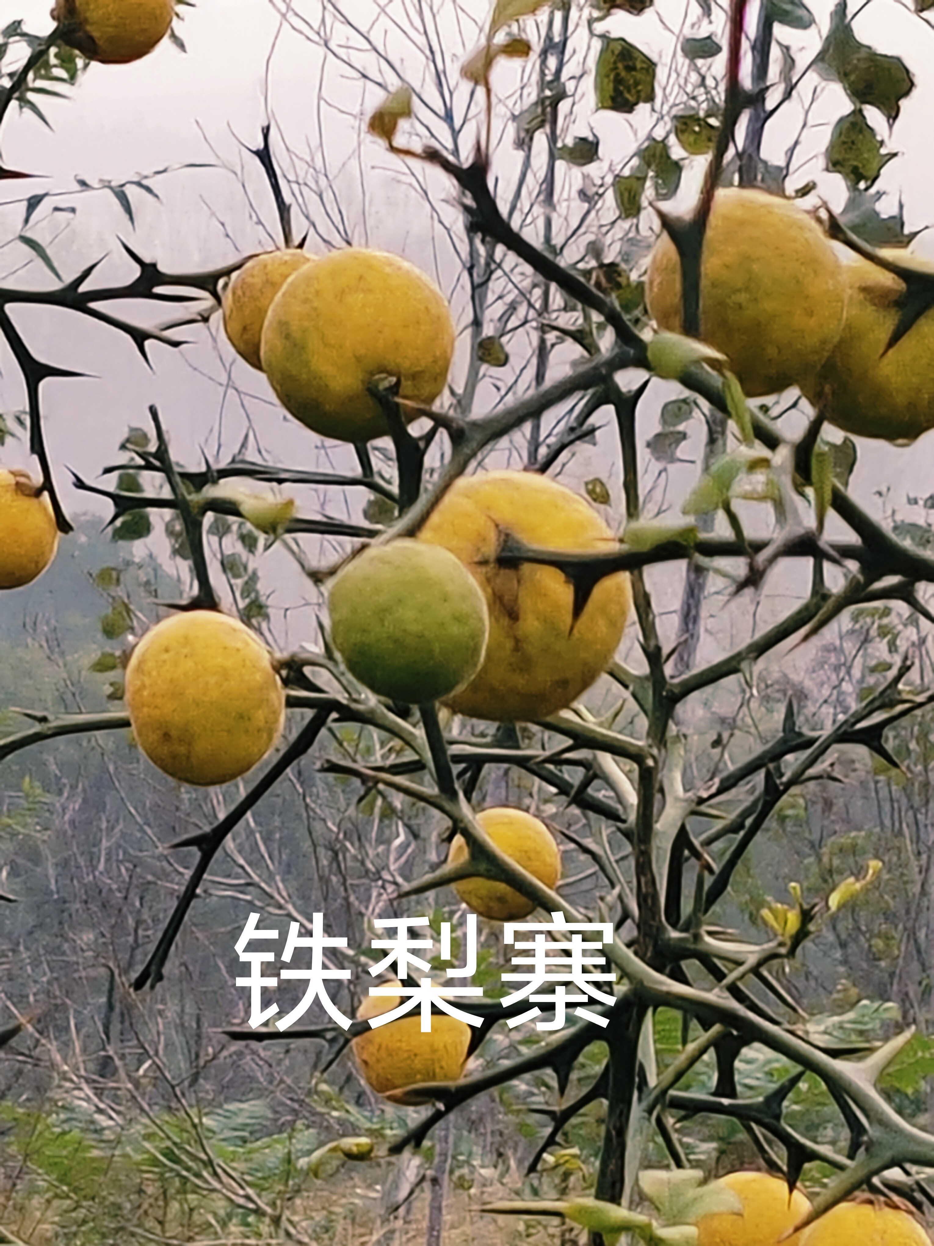 铁篱寨中药材枸橘枳壳枳实新鲜橘子野生铁篱寨果正宗包邮