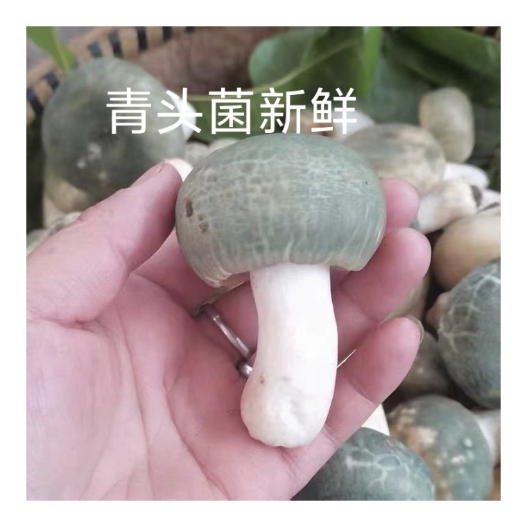 野生青头菌新鲜野生菌宴当季食用菌类蘑菇青冈菌鲜货山珍菌子
