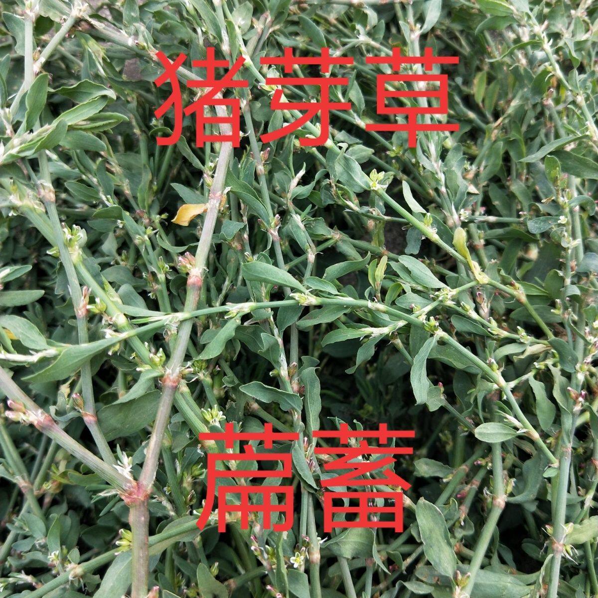 野生萹蓄草蚂蚁草猪牙草去火新鲜