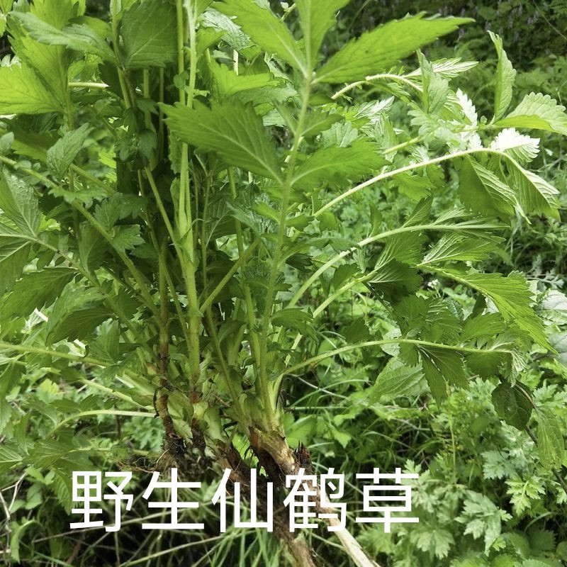 正宗野生新鲜仙鹤草深山现采脱力草龙牙草子现挖药材带根发货图片