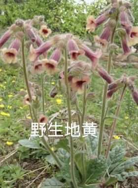 地黄苗新鲜地黄深山现挖地黄种苗种子地黄根泡酒可种植