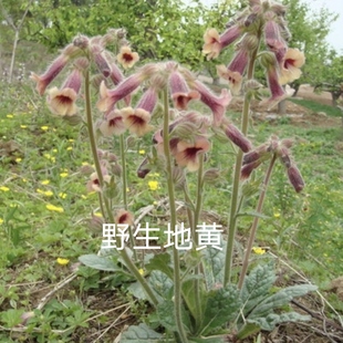 地黄苗新鲜地黄深山现挖地黄种苗种子地黄根泡酒可种植