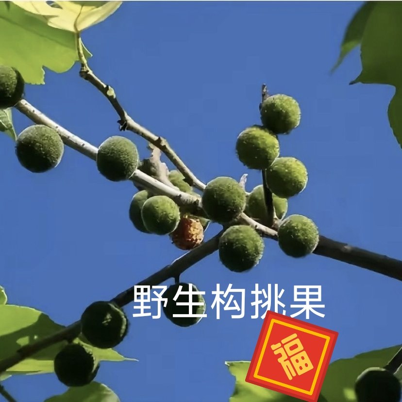 新鲜现采构桃果实野生楮桃子  干货构树果 野生构树子构树果包邮