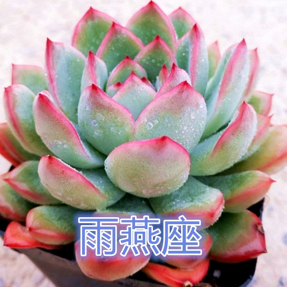 绿植基地微景观猎户座多肉植物