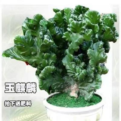 绿植麒麟掌招财吸甲醛多肉植物