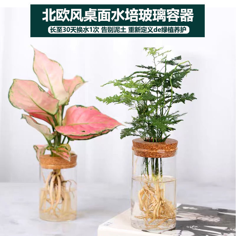 创意玻璃摆件花器花盆 绿萝文竹九里香水培容器 透明玻璃茶桌插花