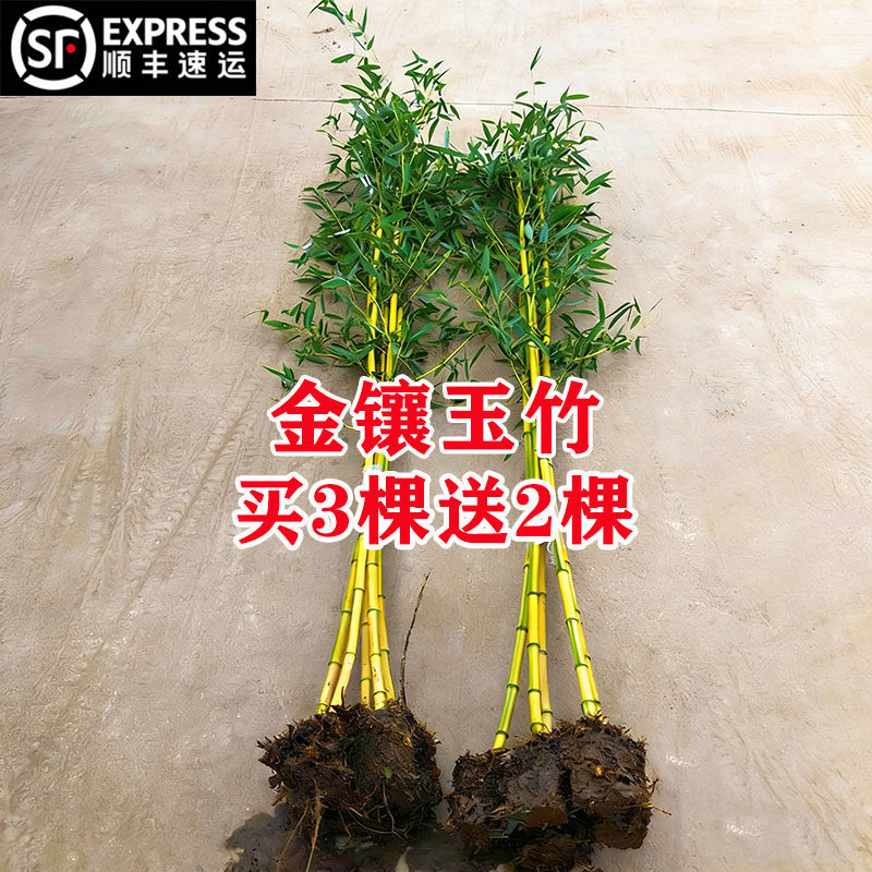 买3送2金镶玉竹黄杆竹庭院竹子苗图片
