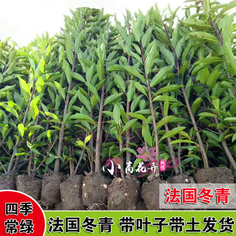 France Holly seedlings courtyard Botany Holly Bamboo fence Railing Hedge Four seasons Hokkaido Boxwood Coral Saplingin the Flower delivery/Flowers simulation/Plants gardening , Garden Plants/Trees/Fruit tree, Foliage/Flowering Shrubs category - from Buy2taobao.com to provide professional Taobao agent buy service