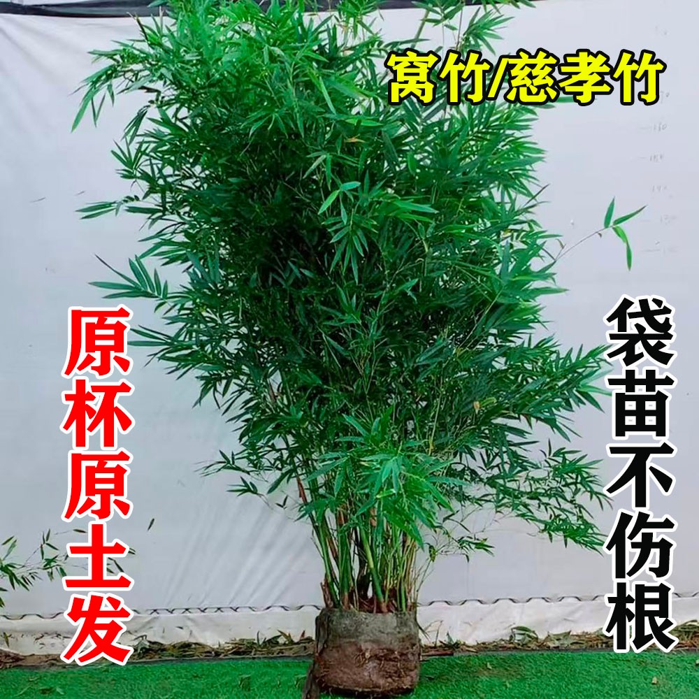 原盆原土袋苗慈孝竹苗窝竹孝顺竹桌面绿植