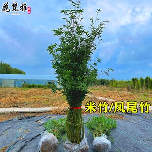 米竹凤尾竹室内盆栽观音竹丛生竹子庭院植物盆景室内阳台四季竹子