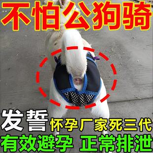 狗狗避孕裤可排泄裤防狗发情骚扰裤防交配裤生理裤母狗防交配神器