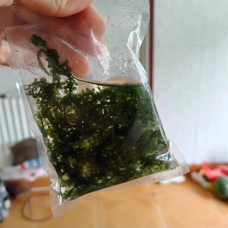 昭苑新鲜海葡萄长寿菜裙带菜海藻菜海带海白菜即食绿色鱼子酱100g