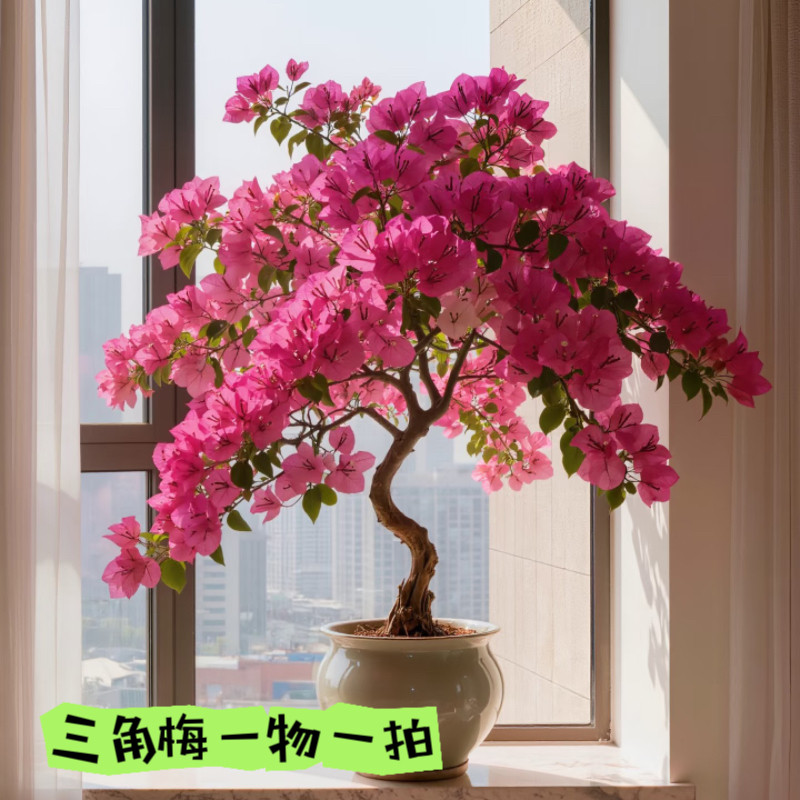 三角梅盆栽一物一拍下单链接