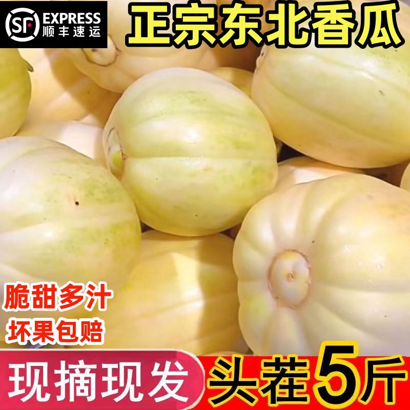 顺丰正宗东北大地香瓜特产小甜瓜新鲜现摘当季脆甜蜜瓜脆瓜白糖罐