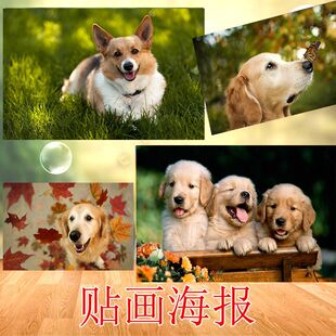 狗狗萌宠海报贴画壁纸拉布拉多可爱大幅墙壁墙贴装 饰不干胶贴纸