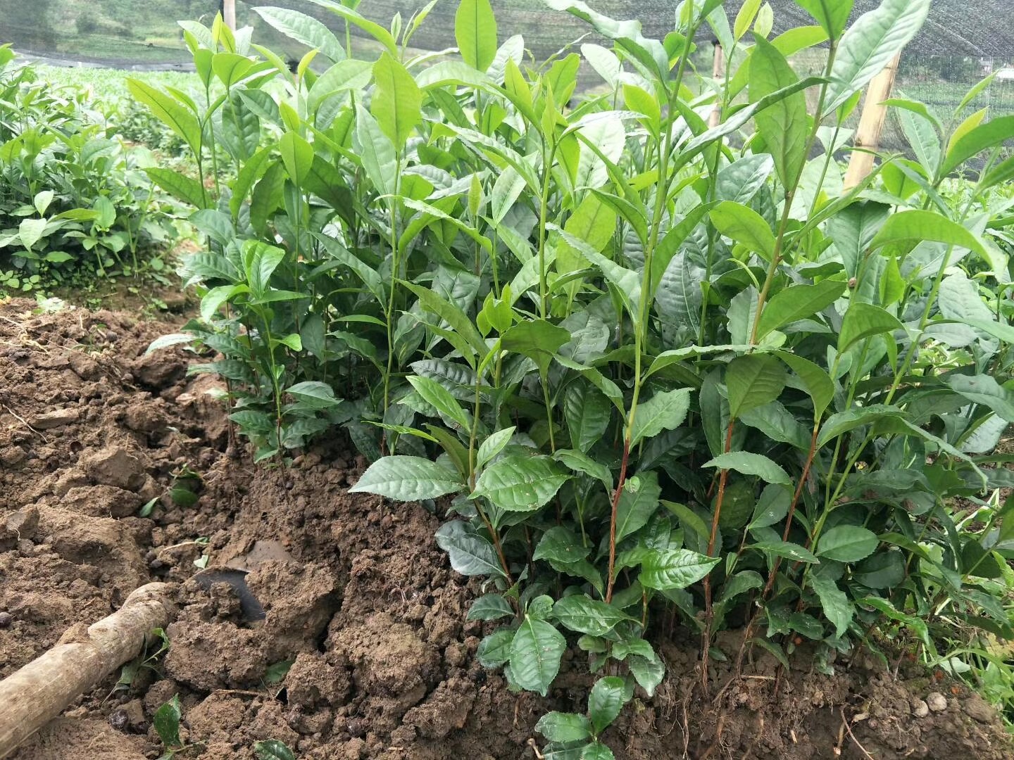 云南勐库冰岛昔归班章大叶种茶苗普洱茶树苗室外绿植盆栽大叶茶苗