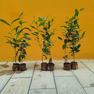 四年冰岛昔归班章大叶种茶苗茶果茶籽古树普洱茶树盆栽盆景茶叶苗
